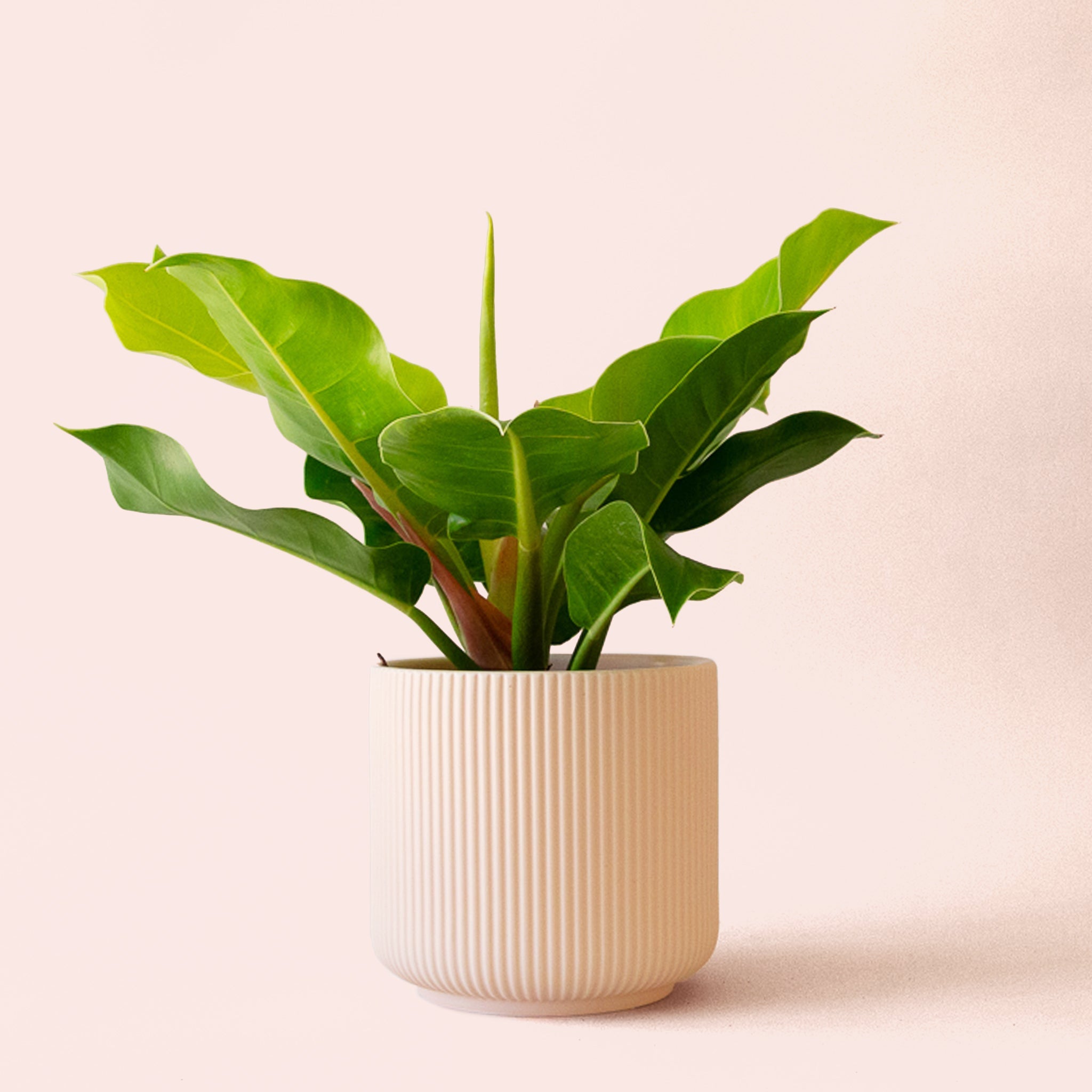 philodendron lighting Philodendron