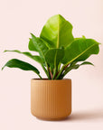 Philodendron | Moonlight