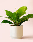Philodendron | Moonlight