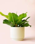 Philodendron | Moonlight