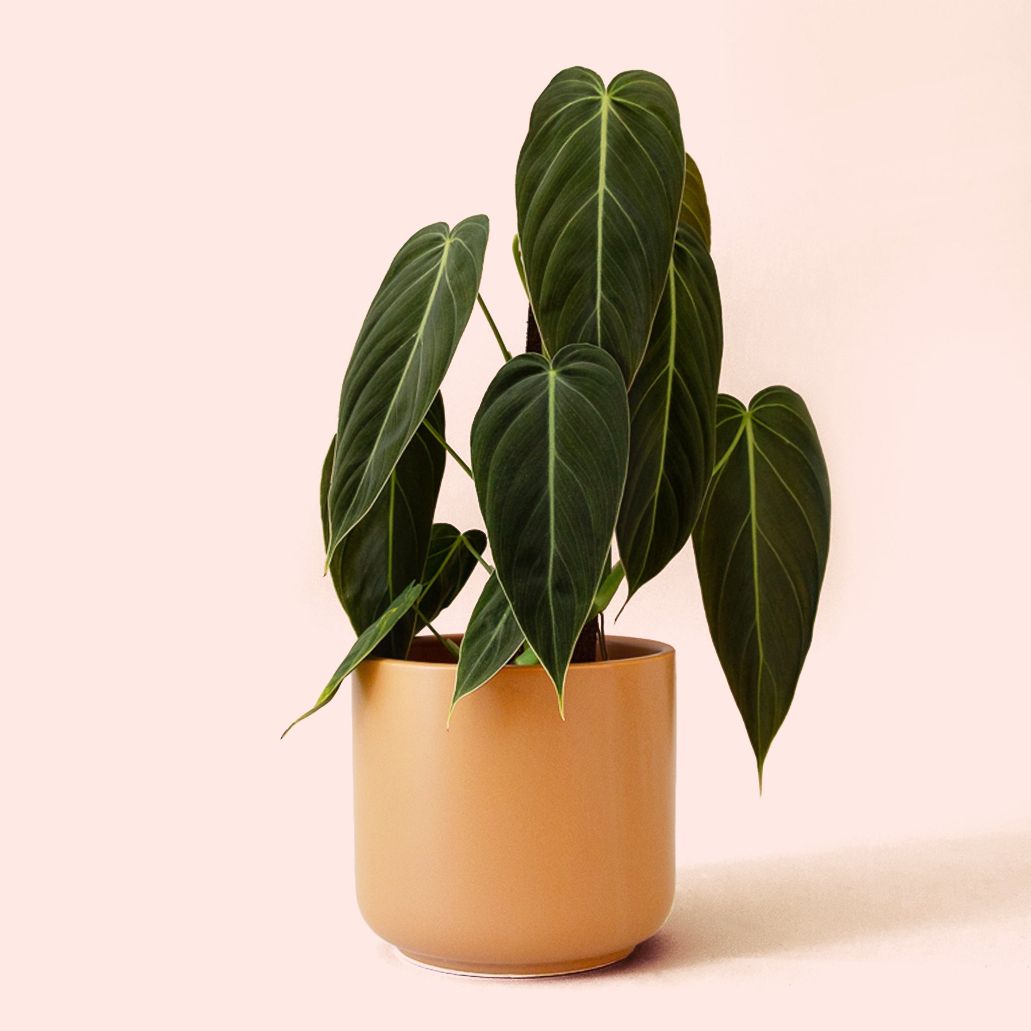 philodendron melanochrysum size Philodendron