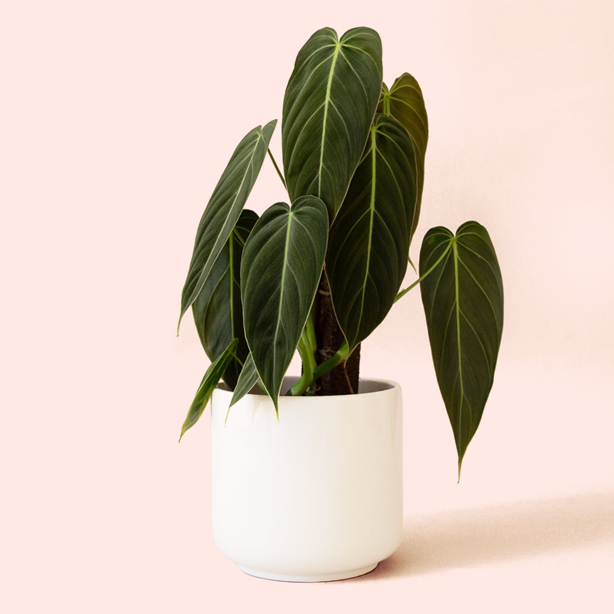 Philodendron