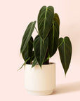 Philodendron | Melanochrysum