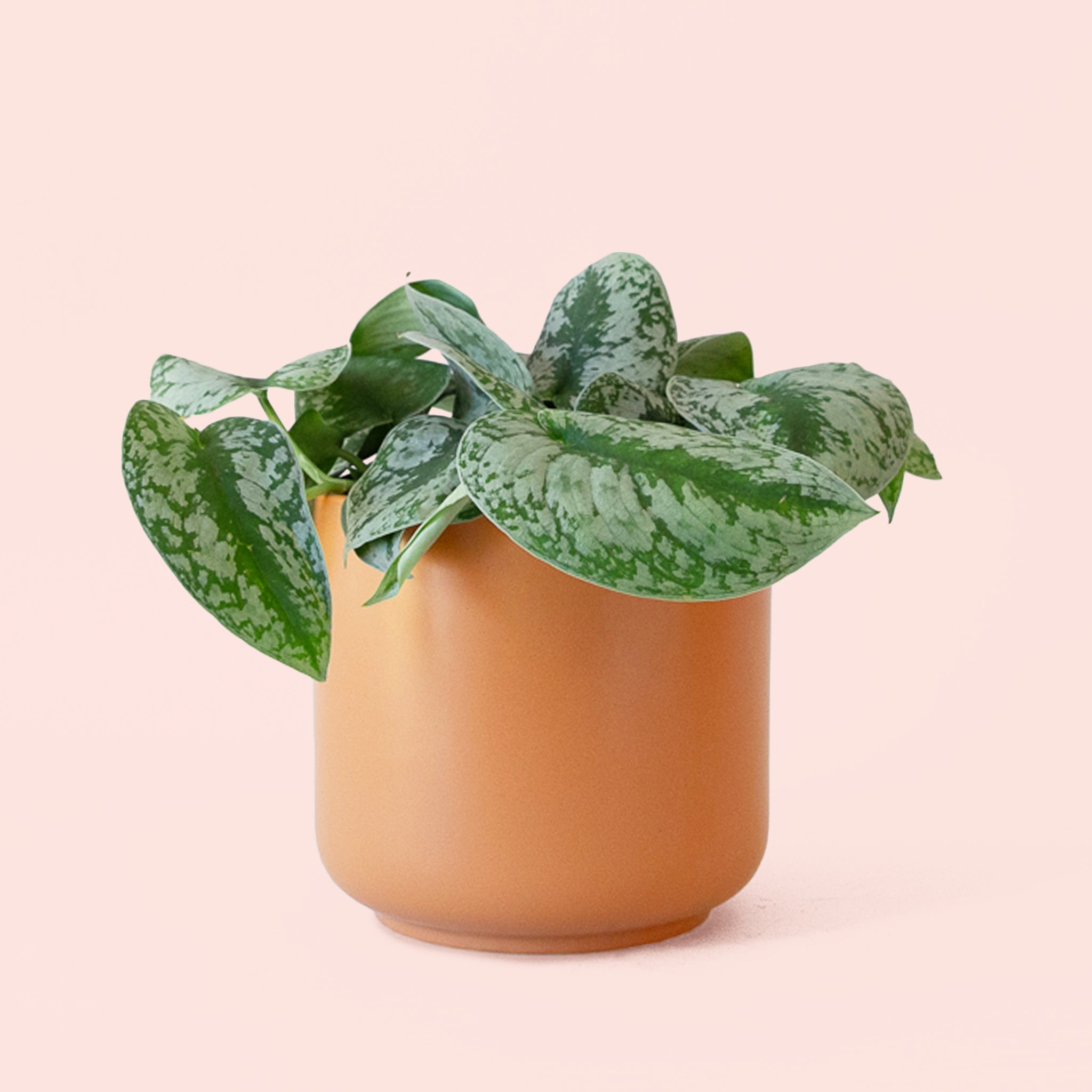 exotica plants Pictus