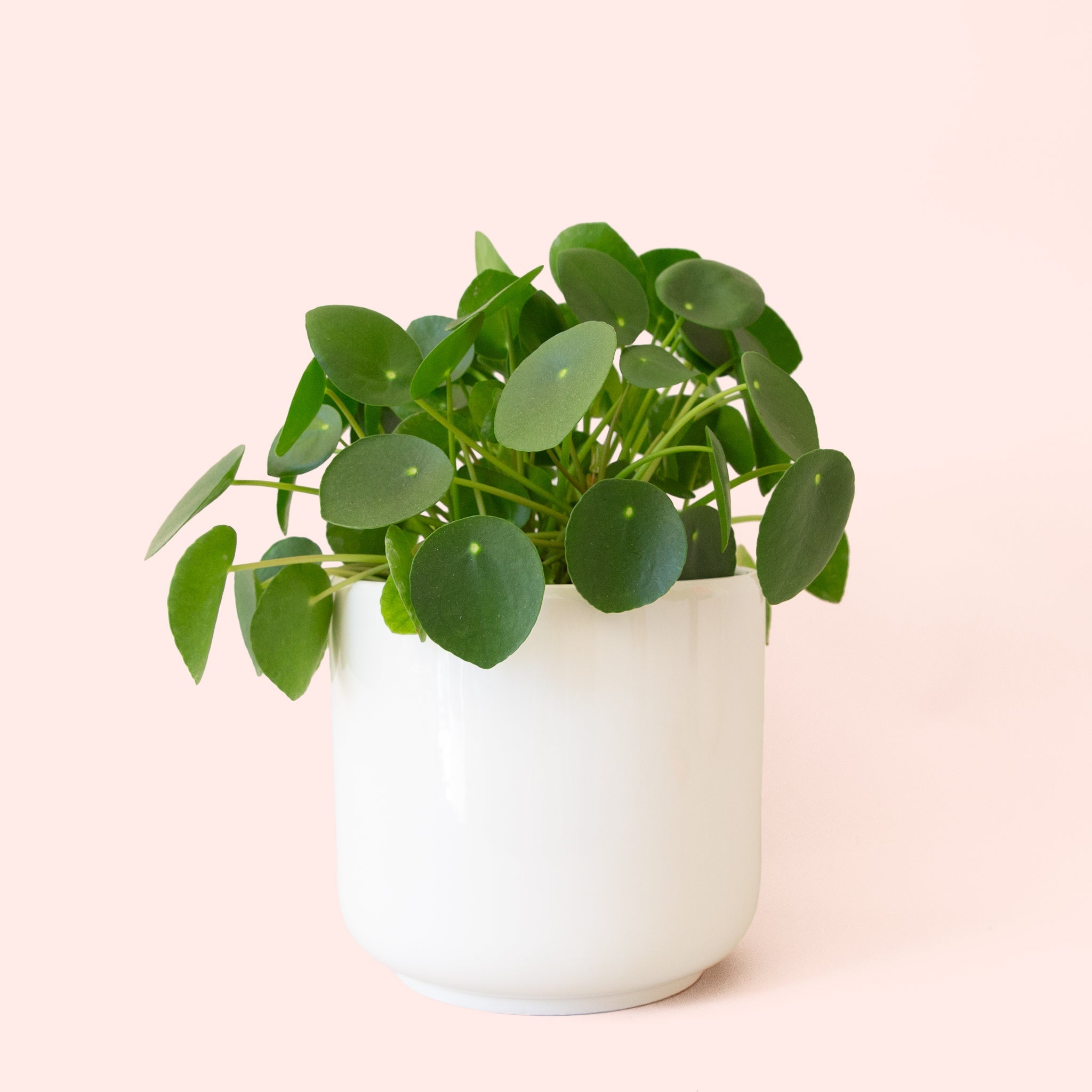 pilea peperomioides potting mix Pilea