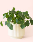 Pilea | Peperomioide
