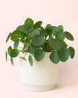 Pilea | Peperomioide