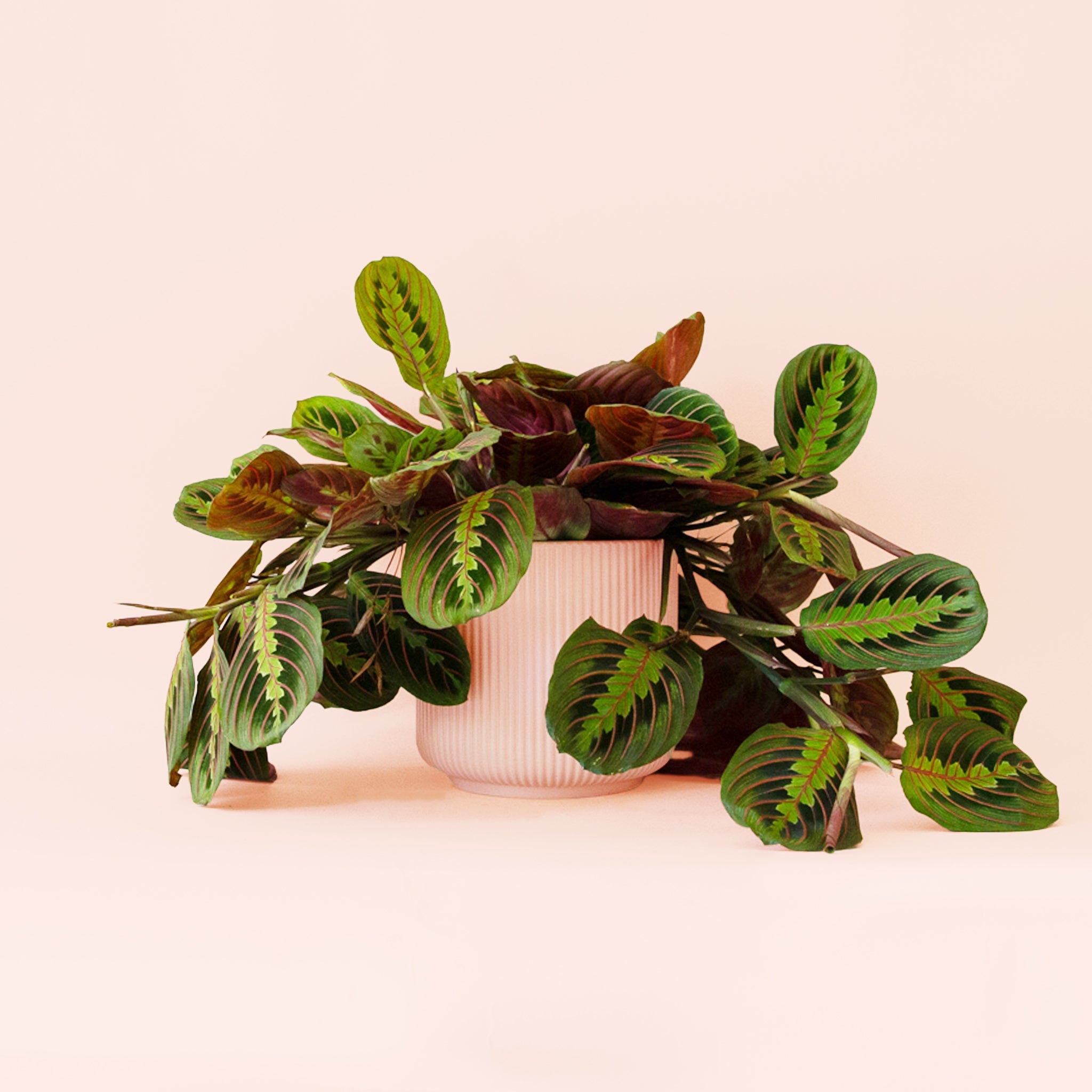 red prayer plant soil Maranta | Prayer Plant