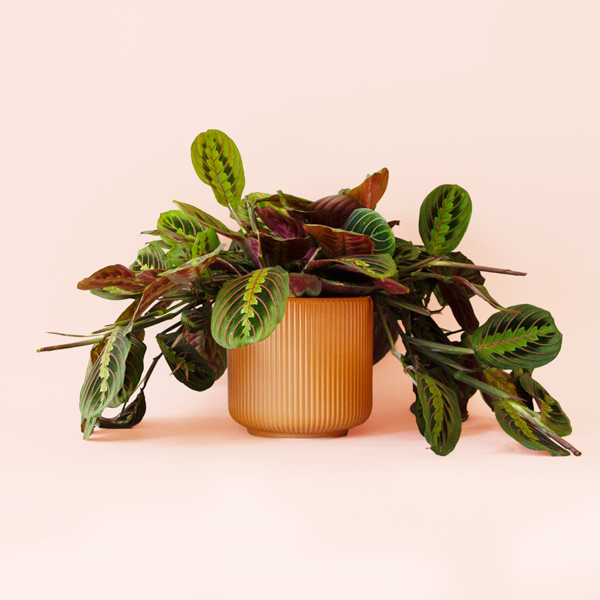 red prayer plant seeds Maranta | Prayer Plant