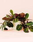 Maranta | Prayer Plant | Red