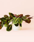 Maranta | Prayer Plant | Red