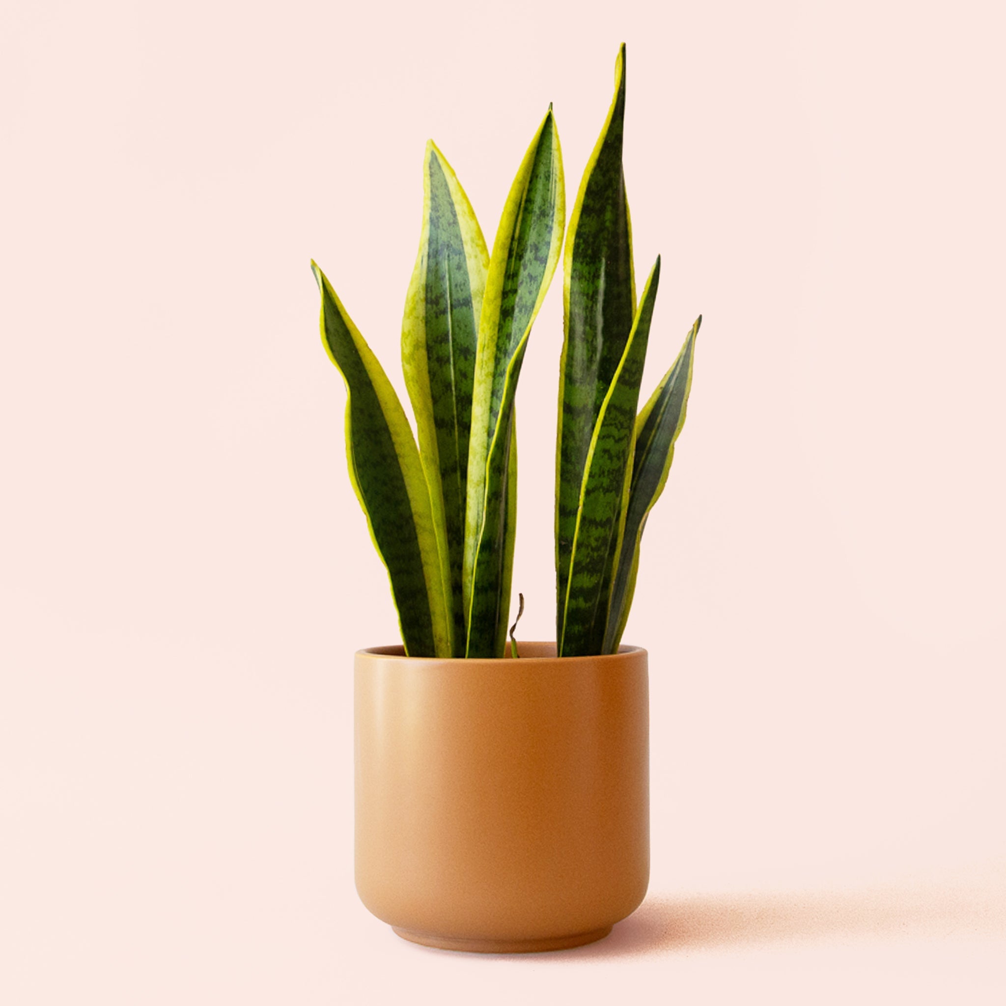 brown snake plant Sansevieria