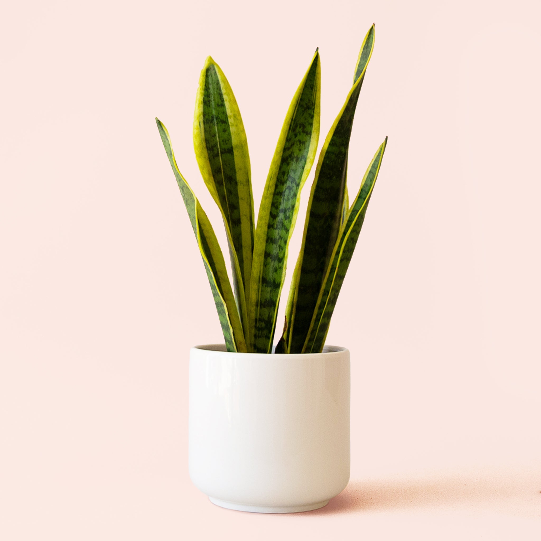 sansevieria culture Sansevieria