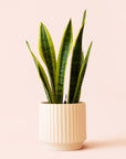Sansevieria | Laurentii