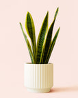 Sansevieria | Laurentii