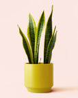 Sansevieria | Laurentii
