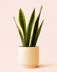 Sansevieria | Laurentii