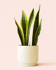 Sansevieria | Laurentii