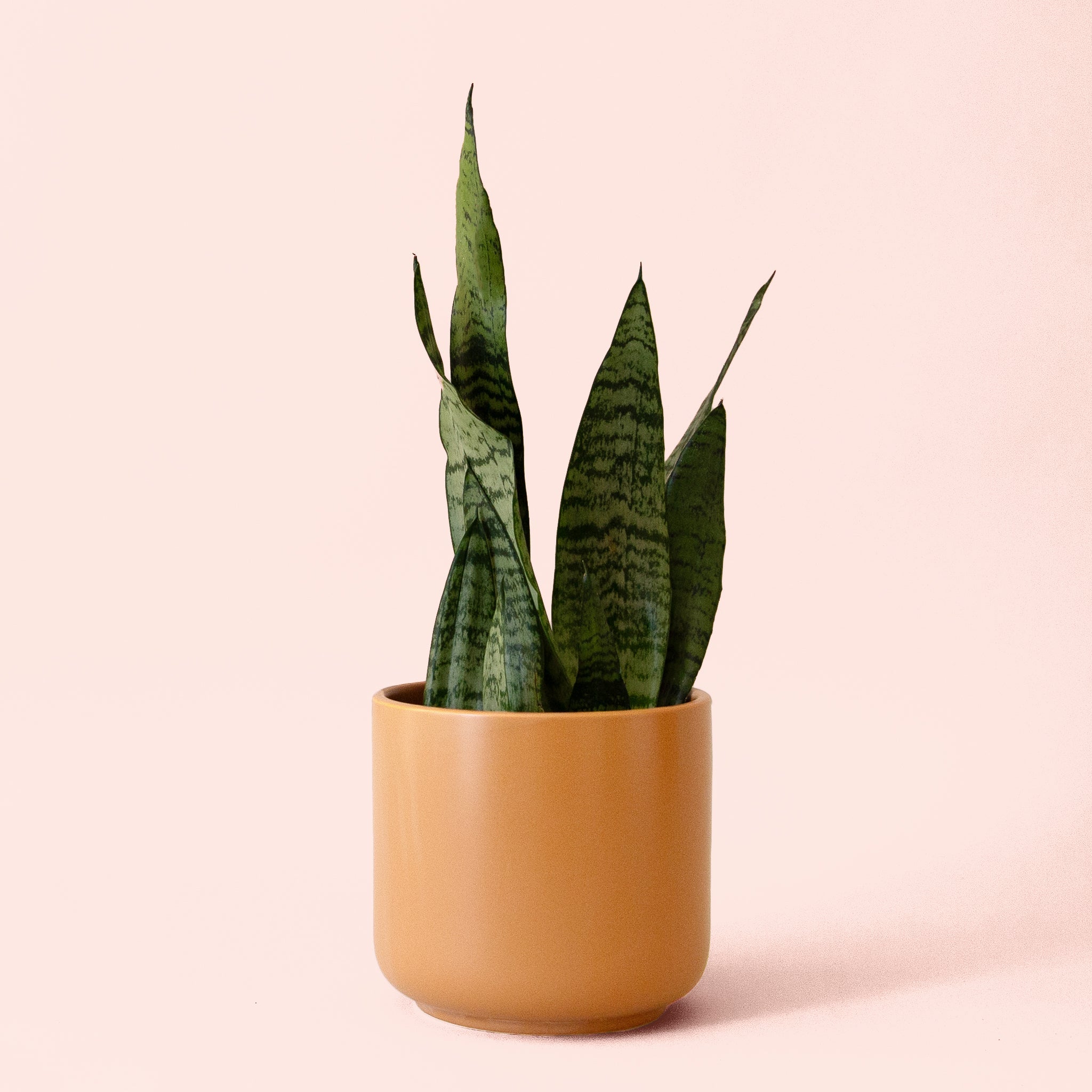 the sansevieria book Sansevieria
