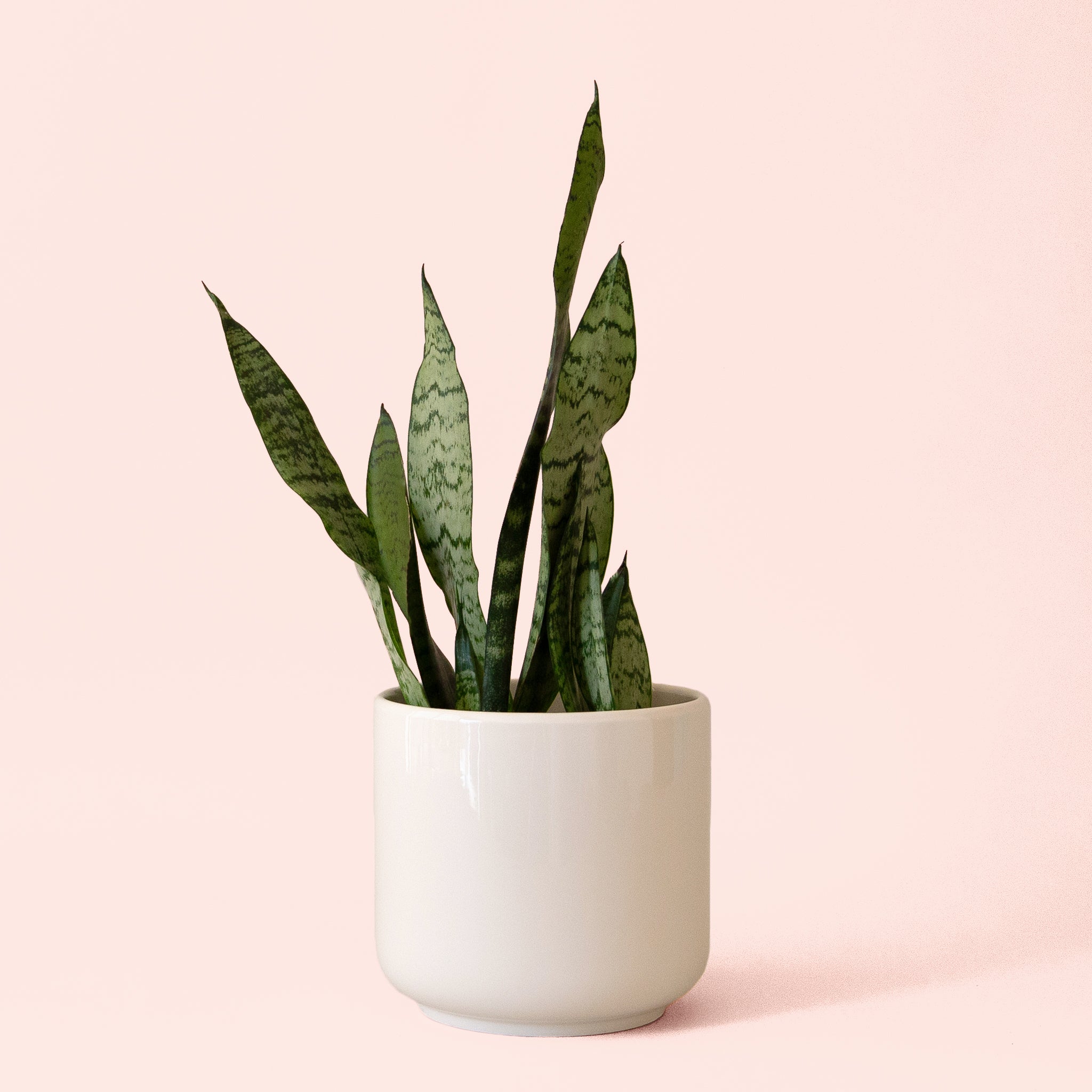 sansevieria white Sansevieria