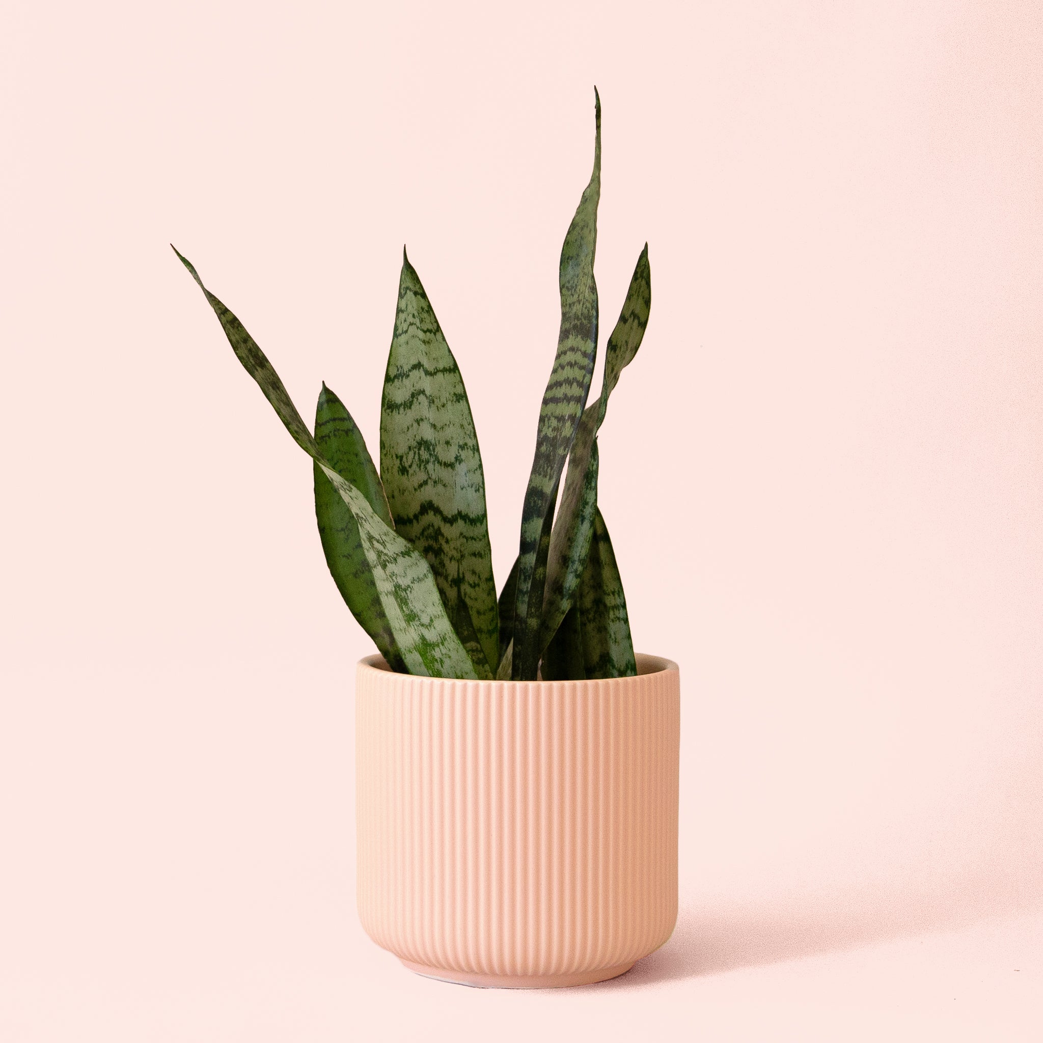 Sansevieria | Zeylanica – Pigment