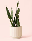Sansevieria | Zeylanica