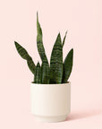 Sansevieria | Zeylanica