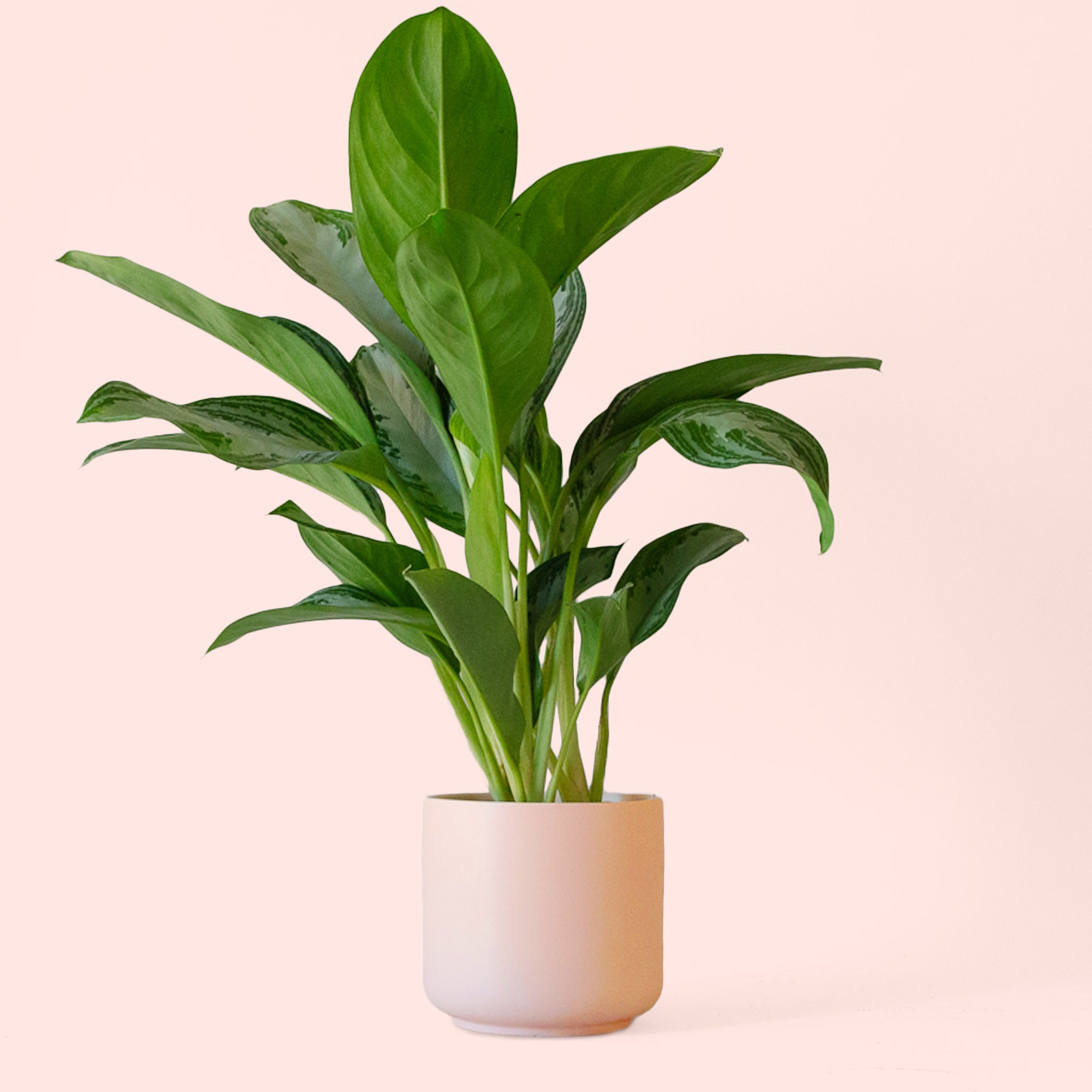 aglaonema houseplant Aglaonema