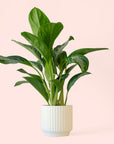 Aglaonema | Silver Bay
