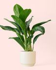 Aglaonema | Silver Bay