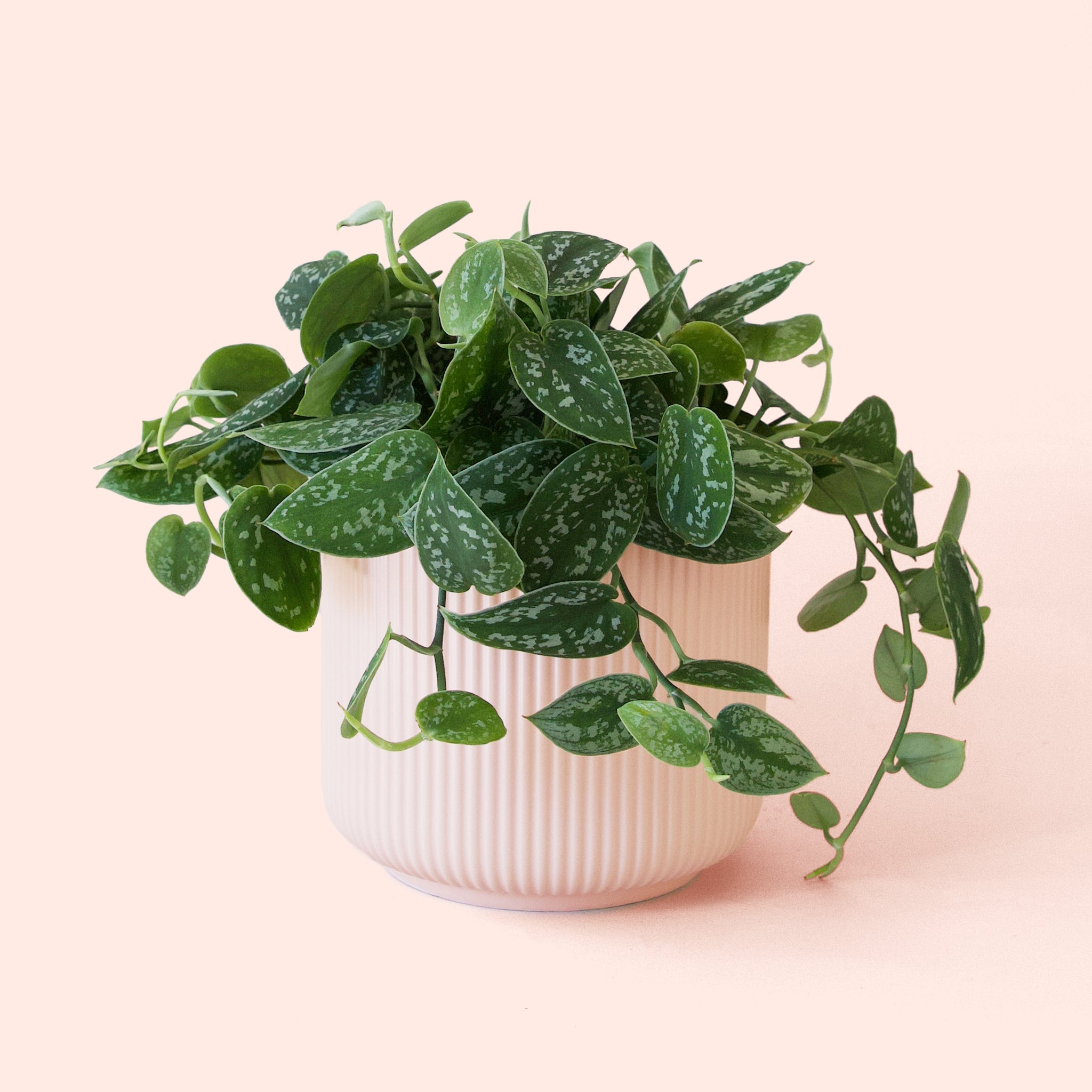 satin pothos silver splash Pictus