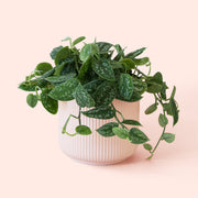 Pictus | Silver Splash