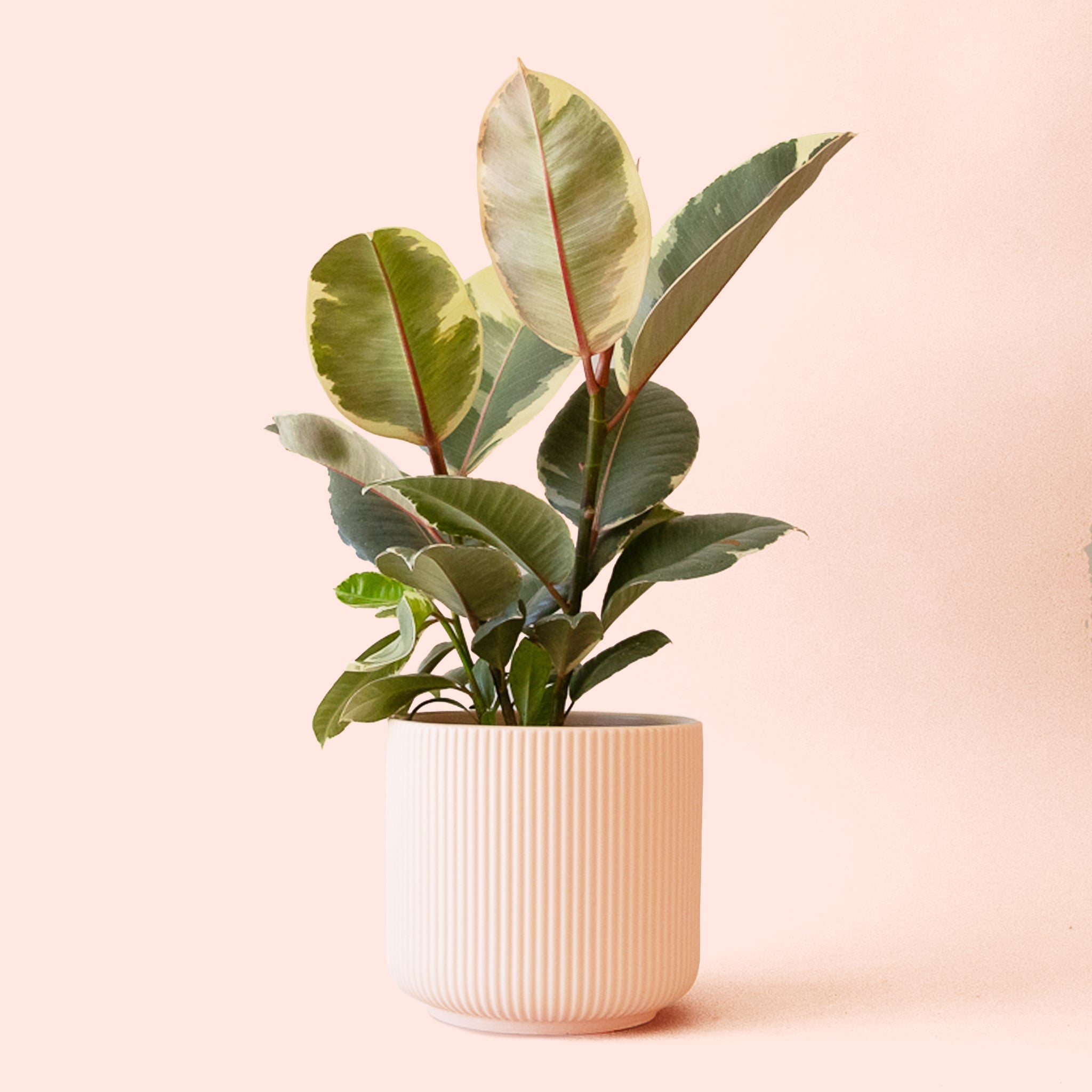 tineke rubber tree Ficus Elastica