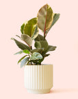 Ficus Elastica | Tineke