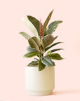 Ficus Elastica | Tineke