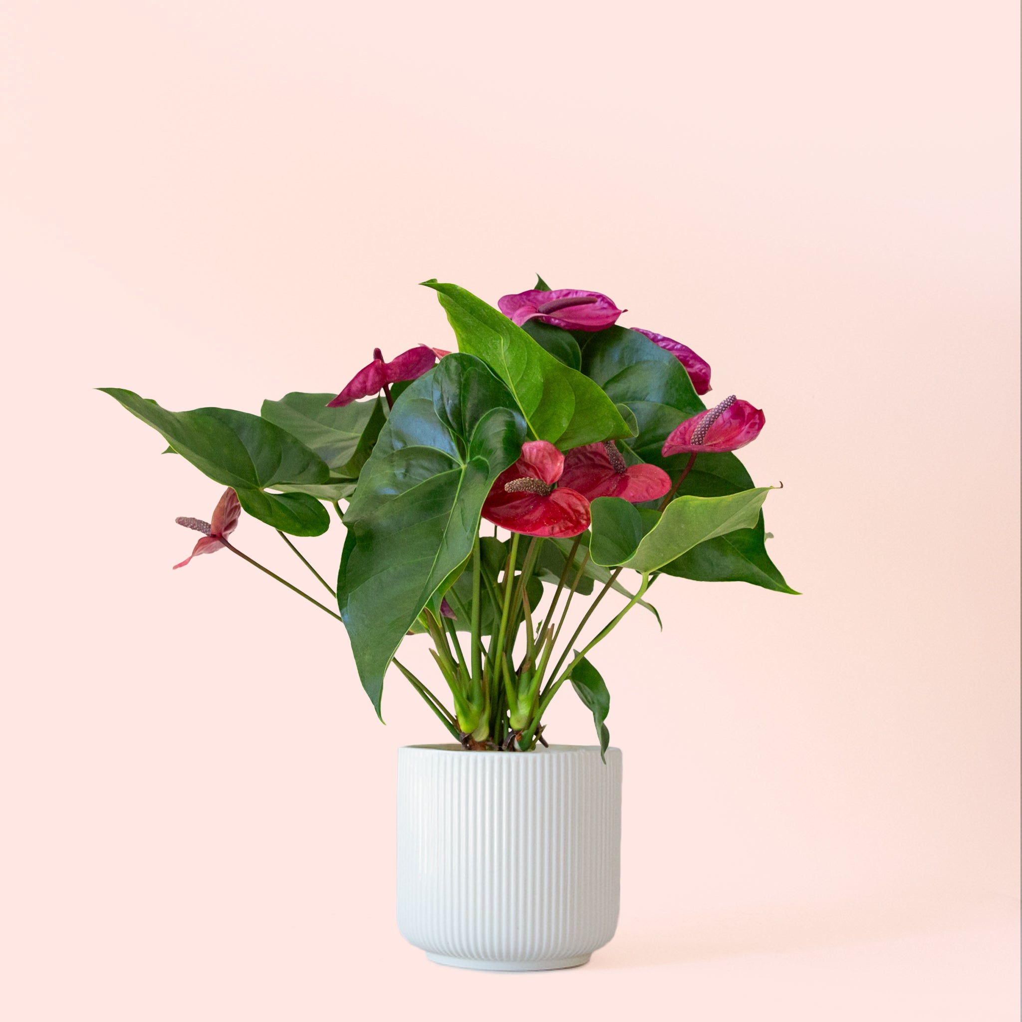 Anthurium