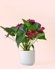 Anthurium | Purple Utah