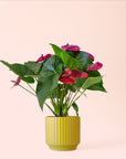 Anthurium | Purple Utah