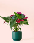 Anthurium | Purple Utah