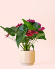 Anthurium | Purple Utah