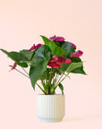 Anthurium | Purple Utah