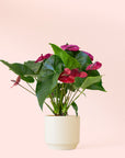 Anthurium | Purple Utah