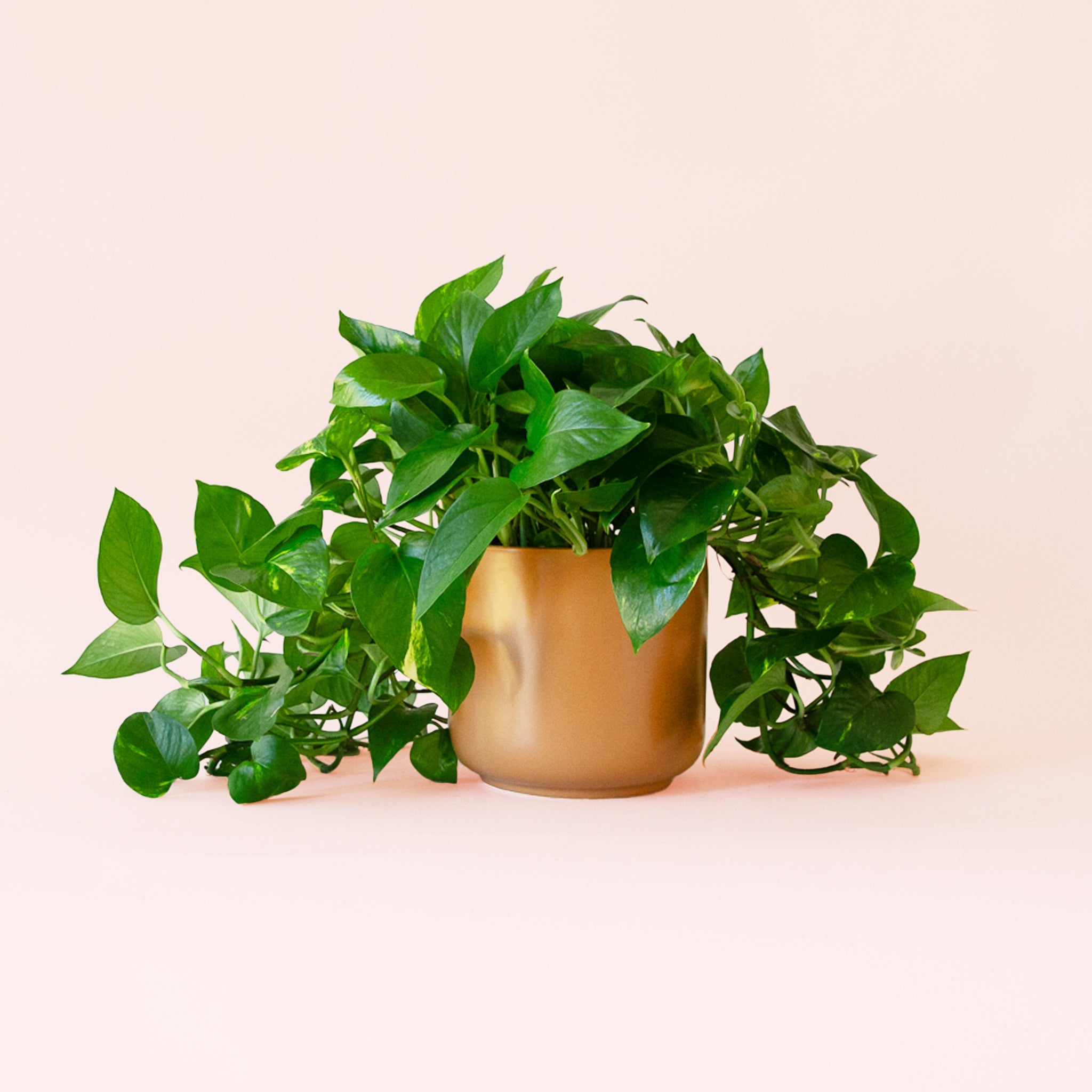 vegetated pothos Pothos