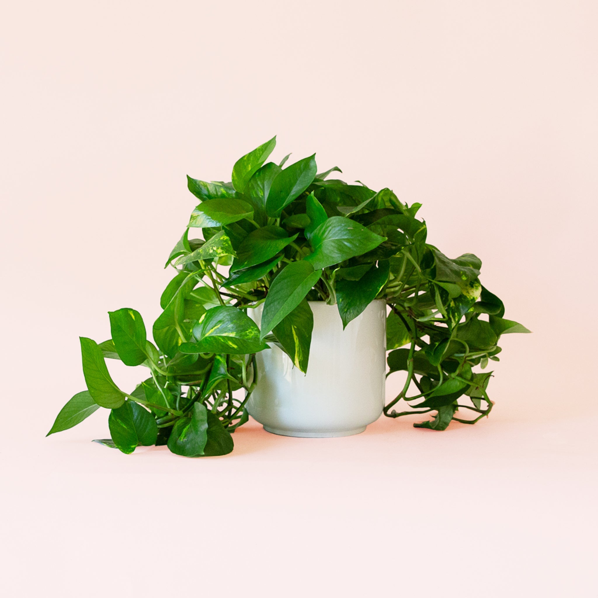 pothos plant with white Pothos