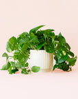Pothos | Variegated