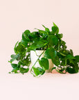 Pothos | Variegated