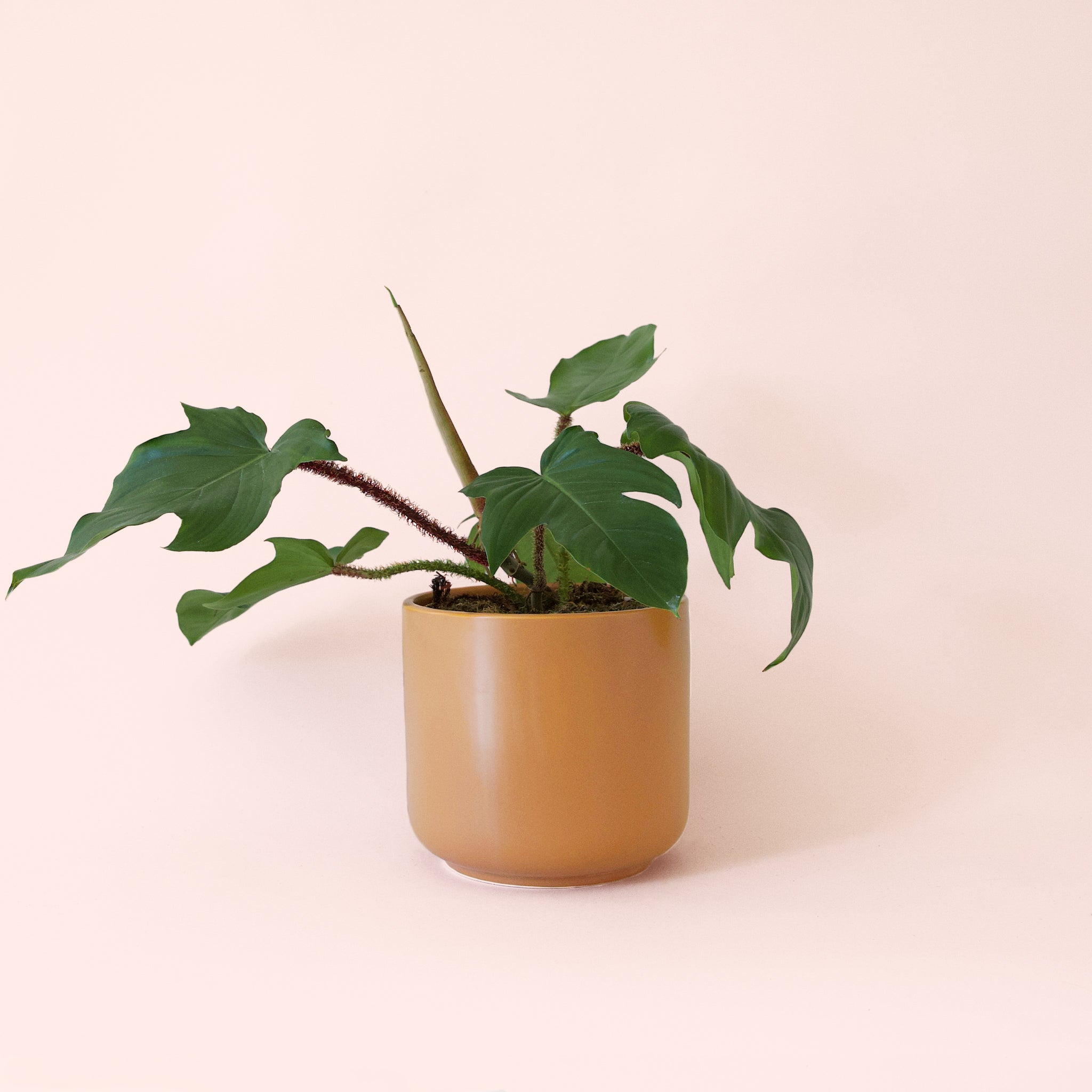 philodendron in terracotta Philodendron