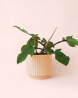 Philodendron | Squamiferum
