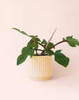 Philodendron | Squamiferum