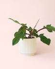Philodendron | Squamiferum